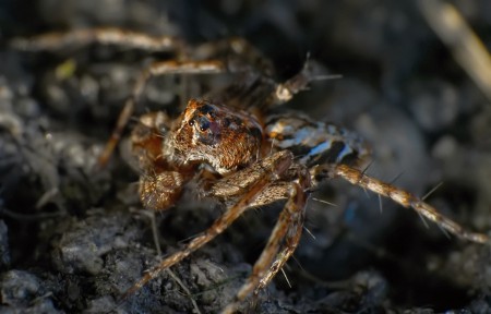 Oxyopes ramosus male